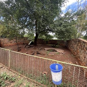 Red Forest Duiker Exhibit (Cephalophus natalensis)