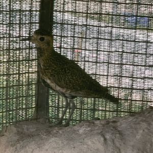 Bird ID? ~ L-Arka ta’ Noe