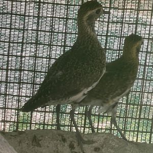 Bird ID? ~ L-Arka ta’ Noe