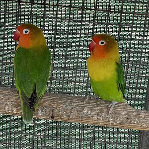 Lovebird ID? ~ L’Arka ta’ Noe