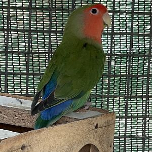 Lovebird ID? ~ L’Arka ta’ Noe