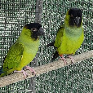 Parrot ID? ~ L’Arka ta’ Noe