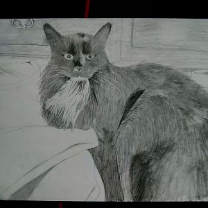 A3 cat drawn as a commercial