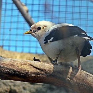 Black-winged starling