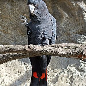 Red-tailed black cockatoo