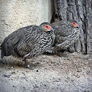 Yellow-necked spurfowls