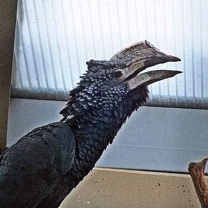 Male silvery-cheeked hornbill