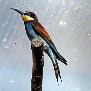 European bee-eater