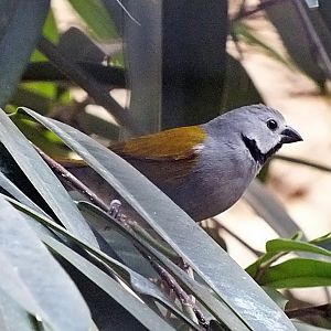 Grey-headed oliveback