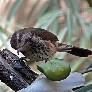 Spotted palm-thrush