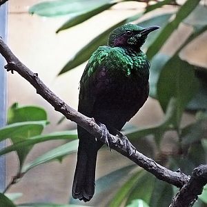 Emerald starling