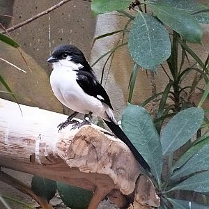 Long-tailed fiscal