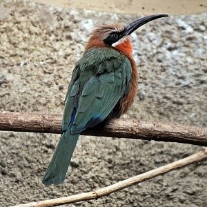 White-fronted bee-eater
