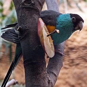 Male hooded parrot