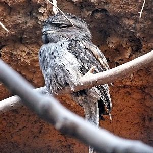 Tawny frogmouth
