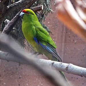 Yellow-crowned parakeet