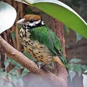 White-eared catbird