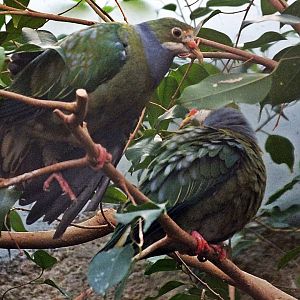 Orange-fronted fruit-doves