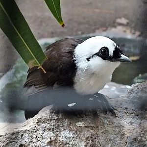 Sumatran laughingthrush