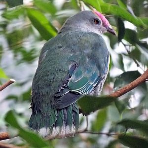 Red-bellied fruit-dove