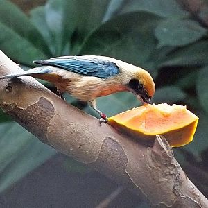 Male burnished buff tanager