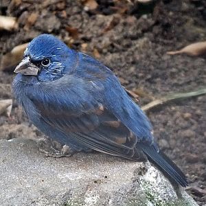 Male blue grosbeak