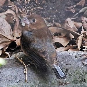 Female blue grosbeak
