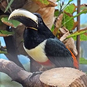 Black-necked aracari