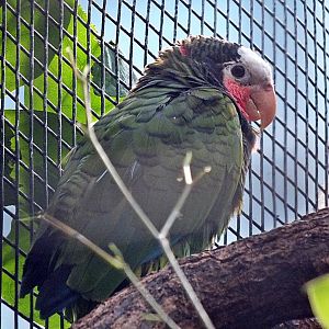 Cuban amazon