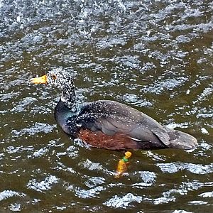 White-winged wood duck