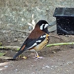 Chestnut-backed thrush