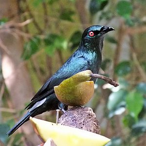 Asian glossy starling