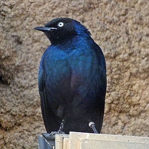 Rüppell's glossy starling