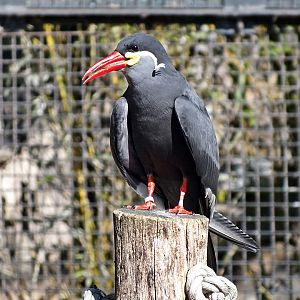 Inca tern