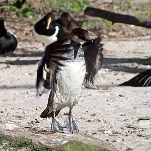 Female smew