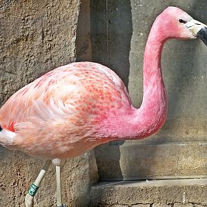 Andean flamingo