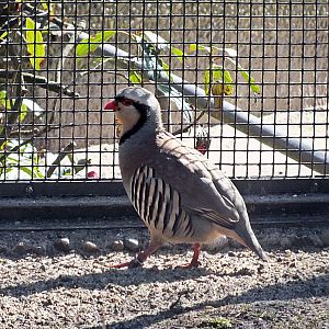 Alpine rock partridge