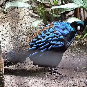 Male Palawan peacock-pheasant