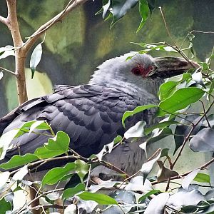 Channel-billed cuckoo