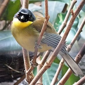 Blue-crowned laughingthrush