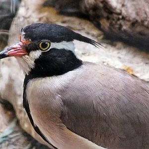 Black-headed lapwing