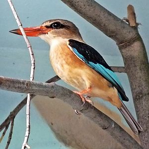Brown-hooded kingfisher