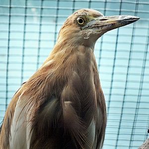 Javan pond-heron