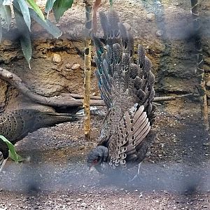 Female Germain's peacock-pheasant ignoring male's display