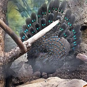 Male Germain's peacock-pheasant displaying