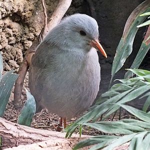Kagu