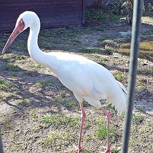 Siberian white crane