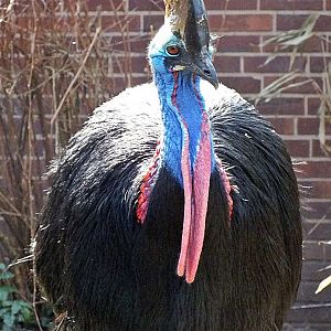 Southern cassowary