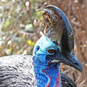 Southern cassowary