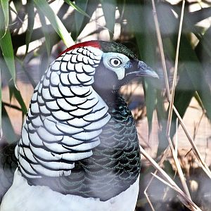 Male Lady Amherst's pheasant